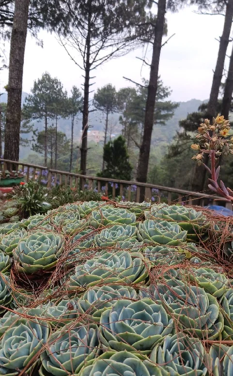 La Casa de la Fresa